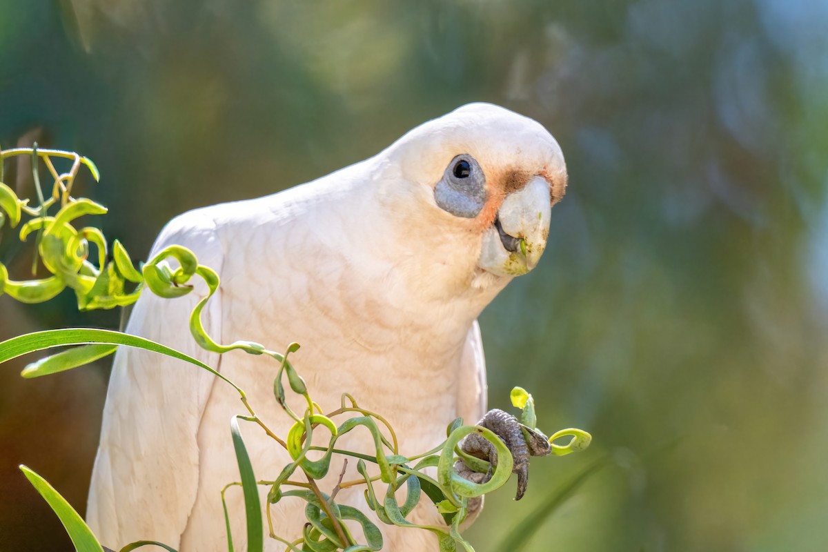 kakadu naholící - ML647663231