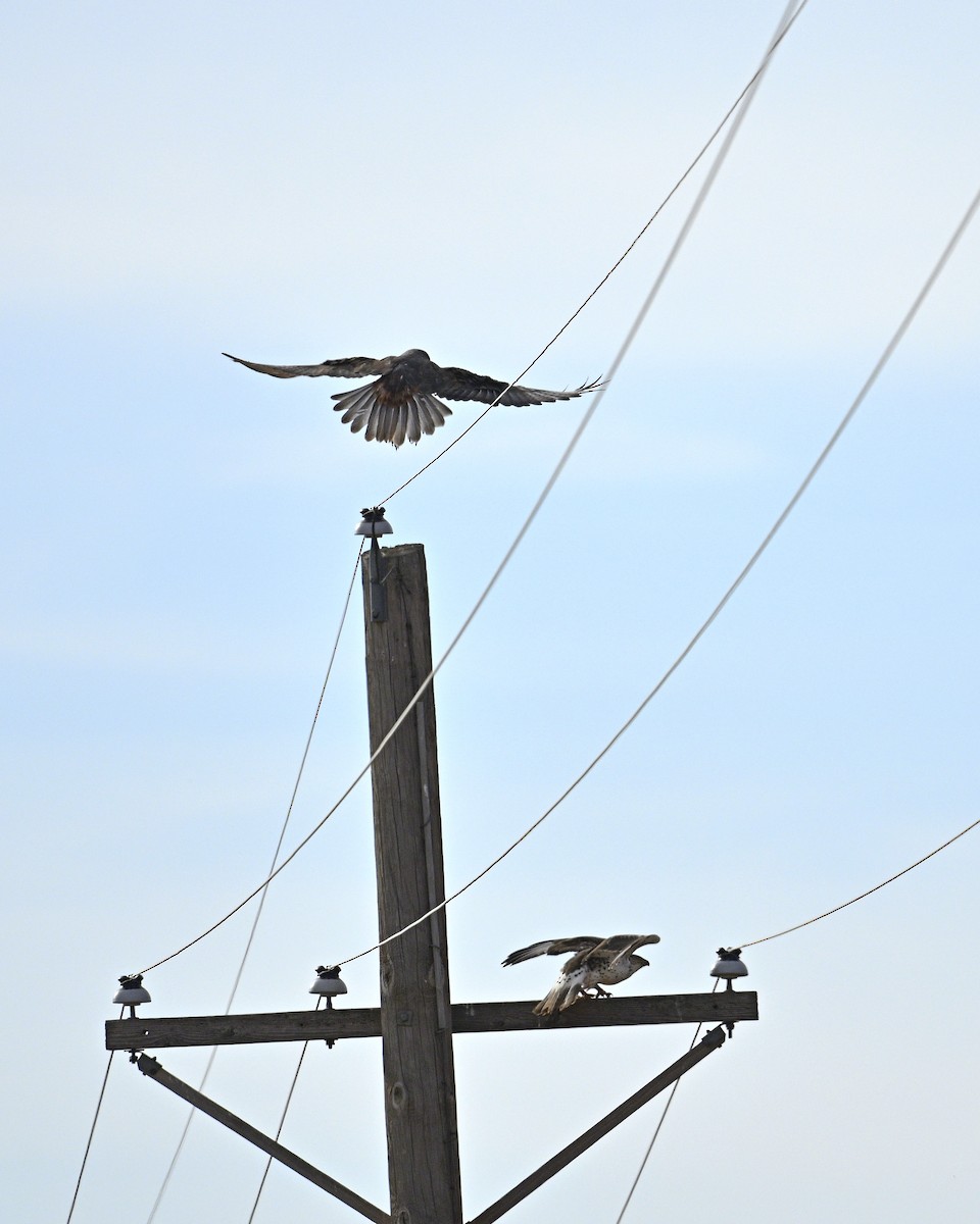 kongevåk - ML647663248