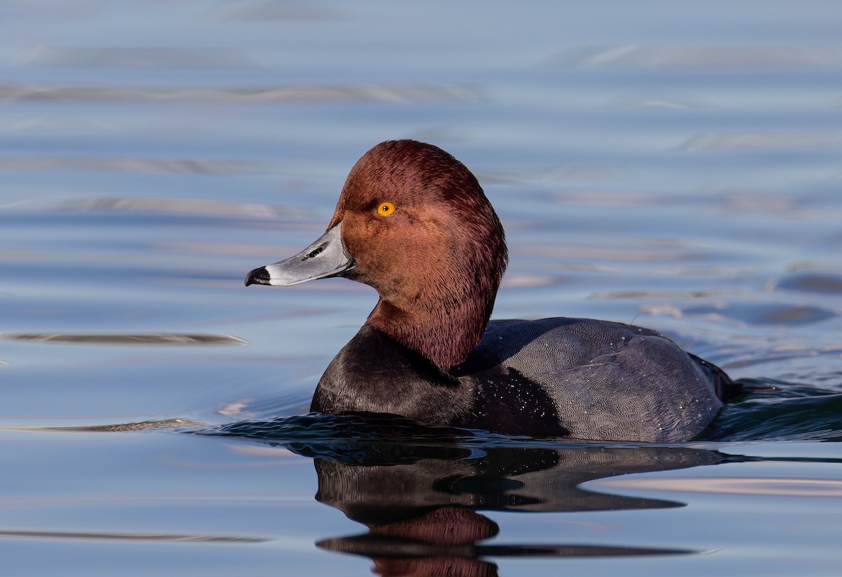 Redhead - ML647663254