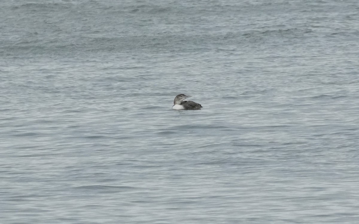 白嘴潛鳥 - ML647663262