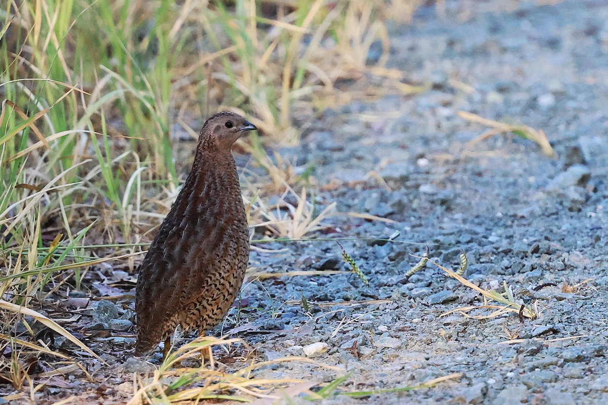 sumpvaktel - ML647663264