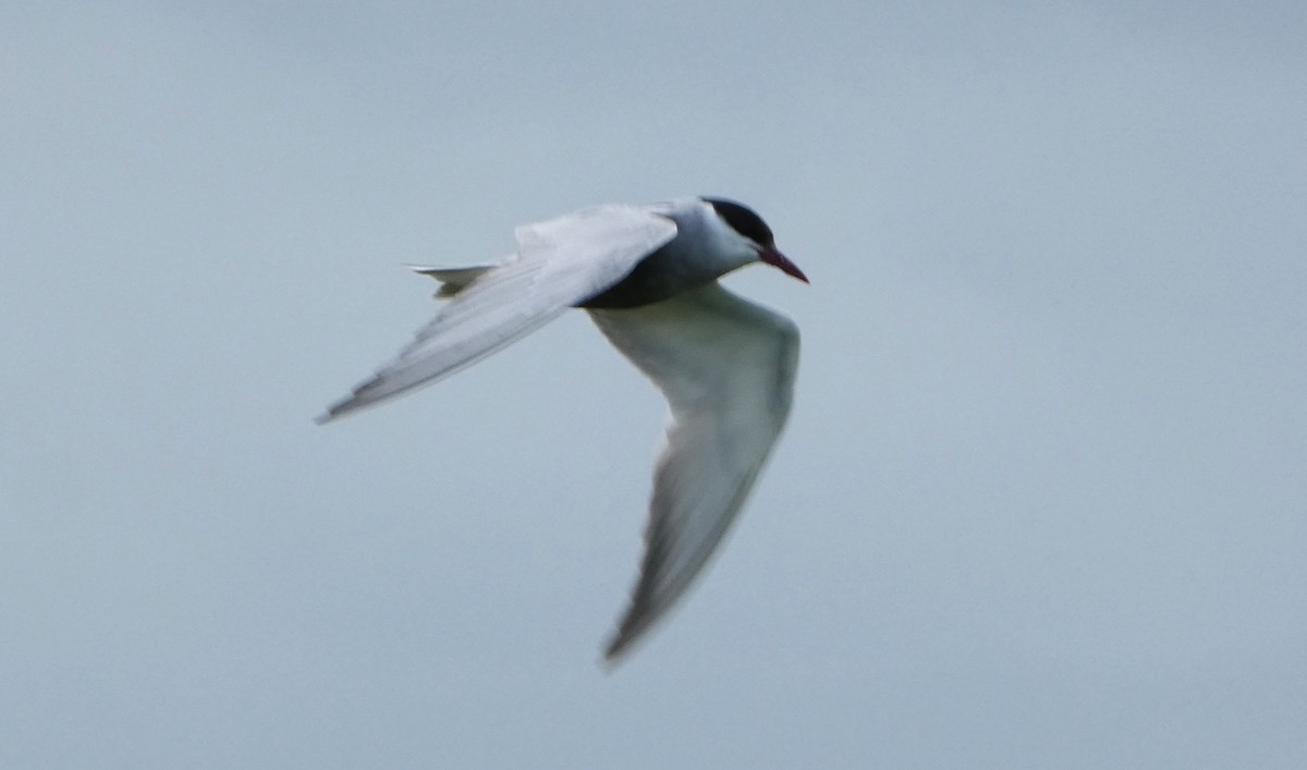 hvitkinnsvartterne - ML647663266