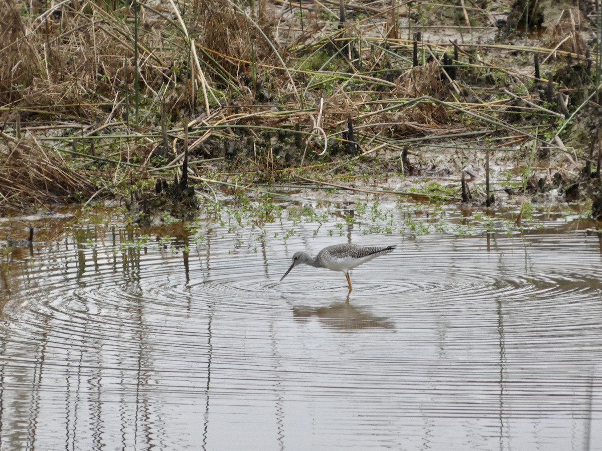 plystresnipe - ML647663268