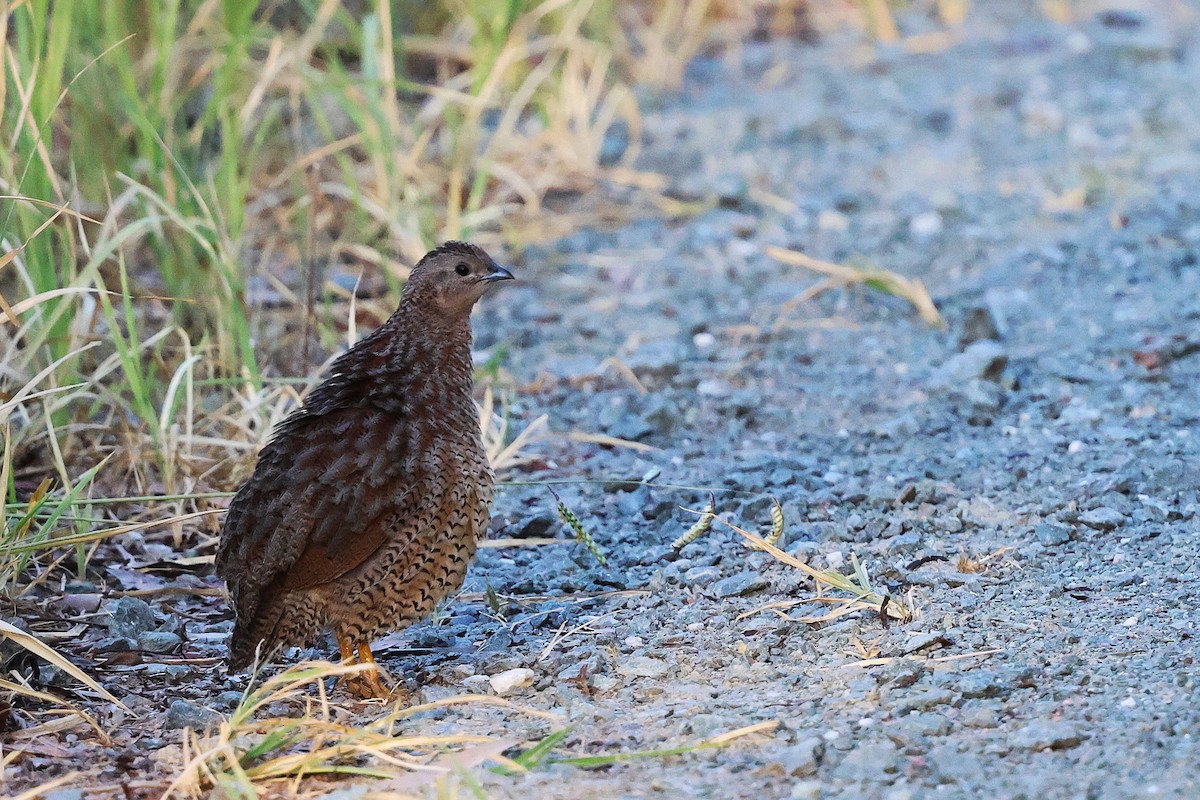 sumpvaktel - ML647663269