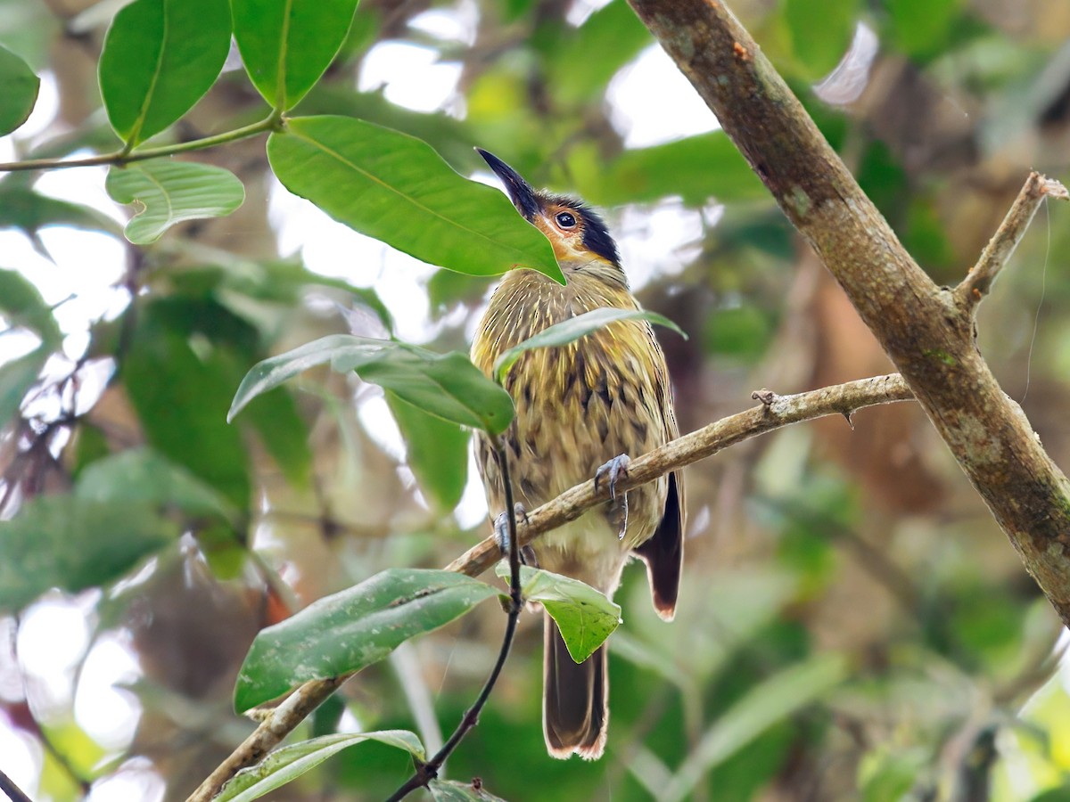 spraglehonningeter - ML647663271