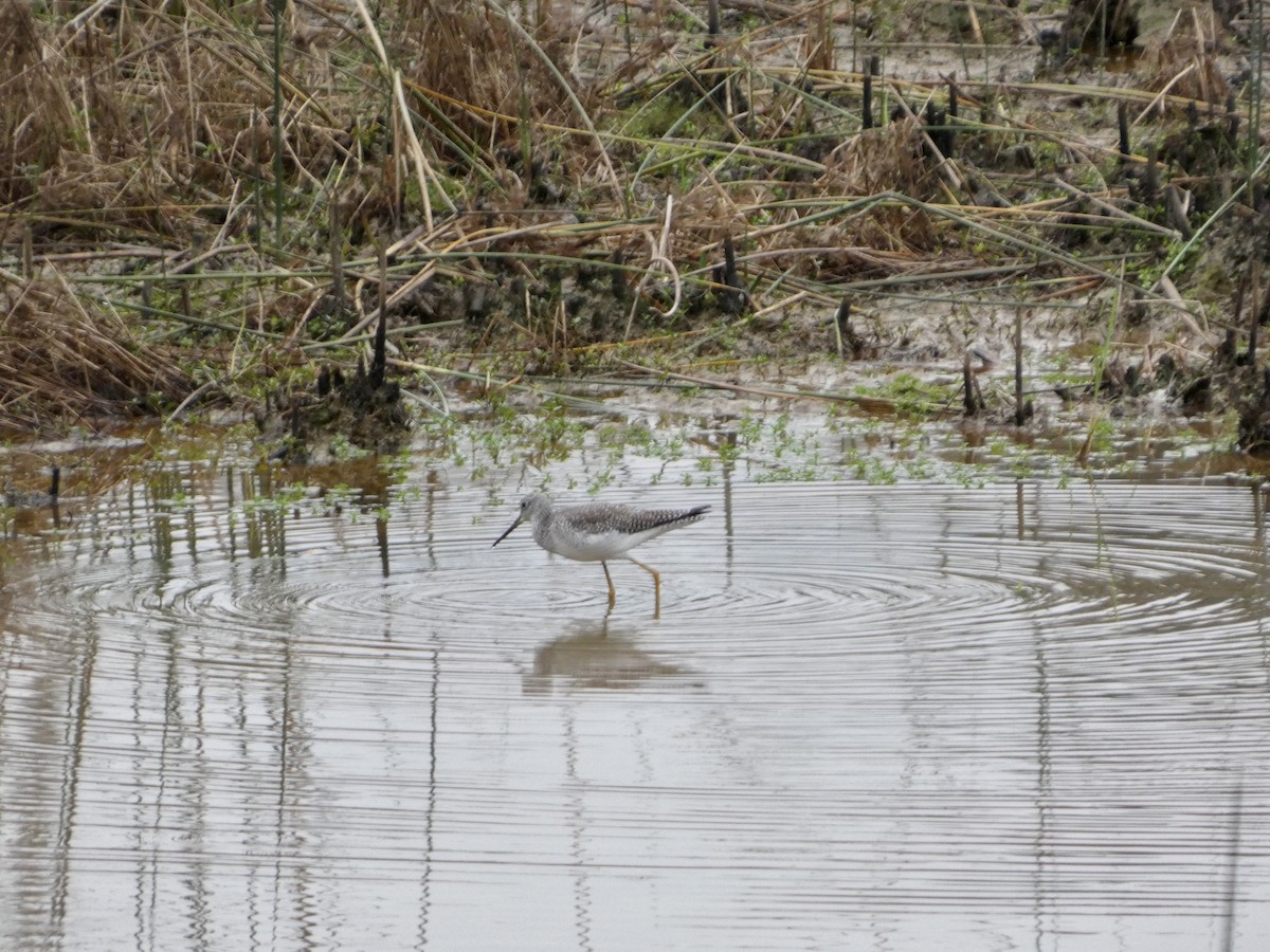 plystresnipe - ML647663272