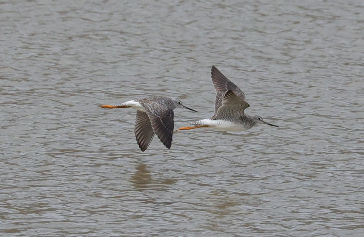 gulbeinsnipe/plystresnipe - ML647663278