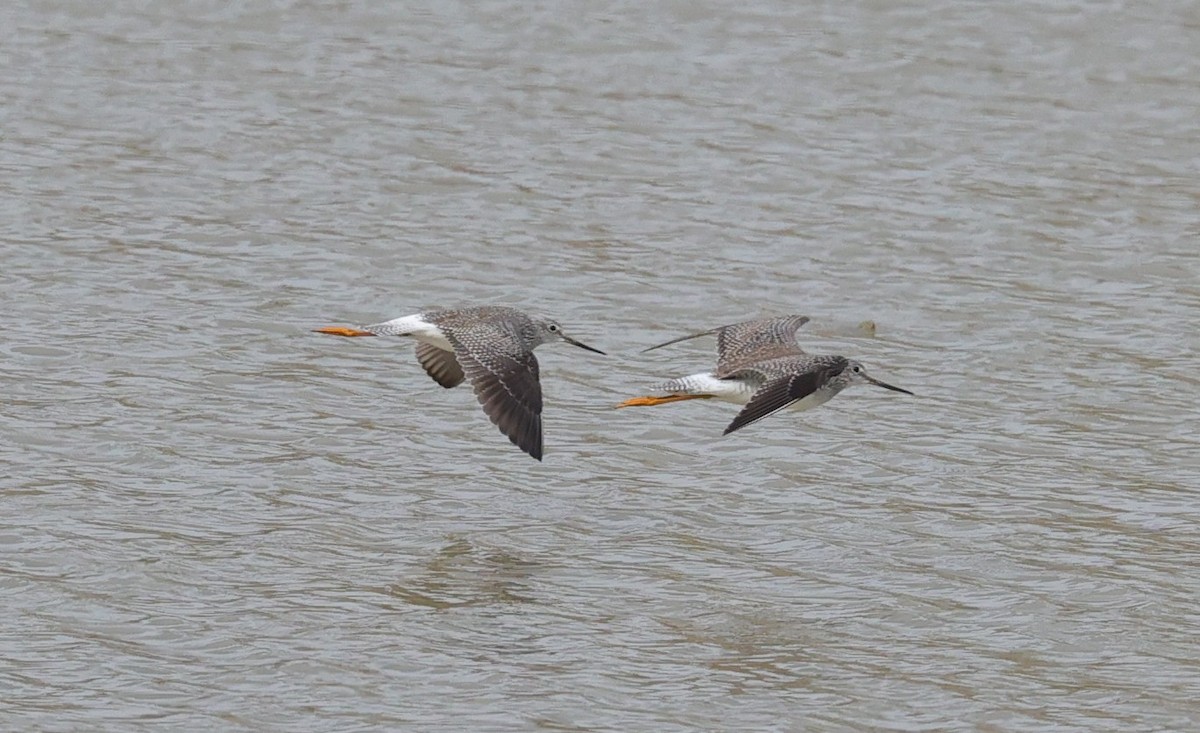 gulbeinsnipe/plystresnipe - ML647663279