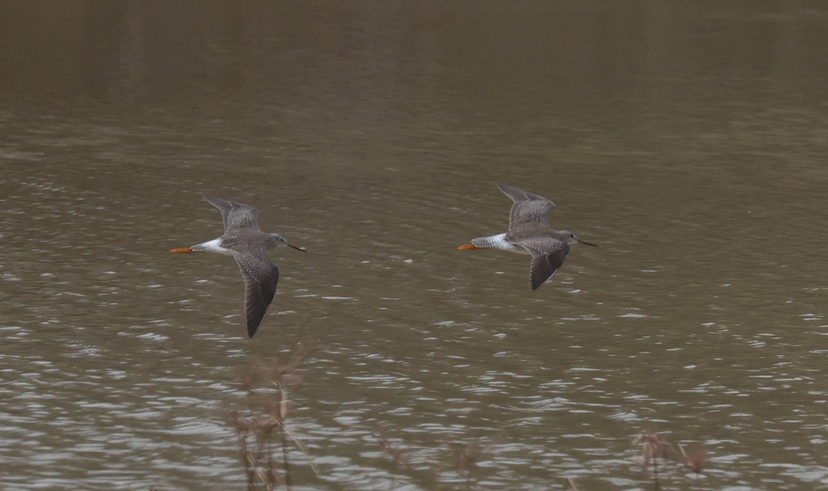gulbeinsnipe/plystresnipe - ML647663280