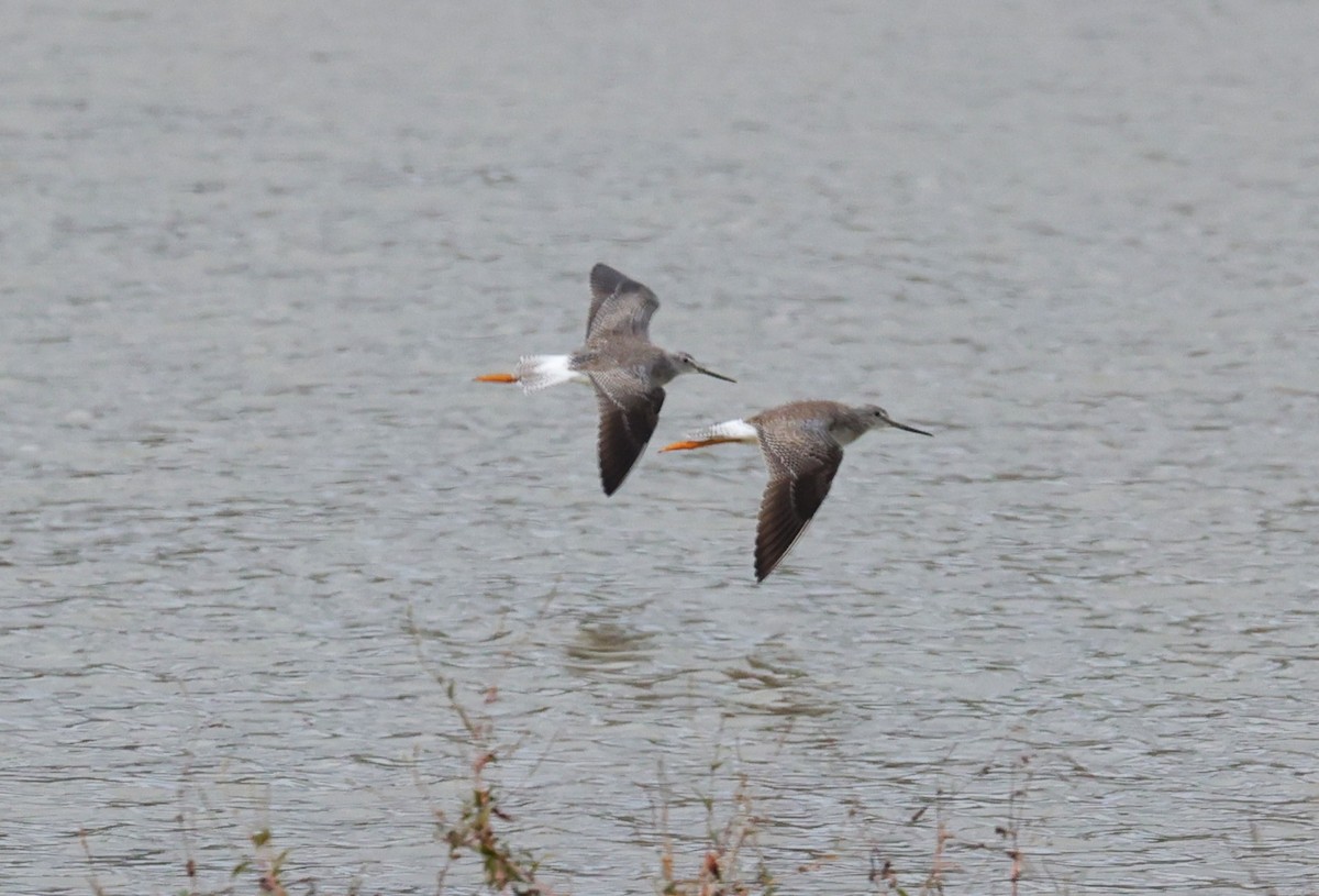 gulbeinsnipe/plystresnipe - ML647663281