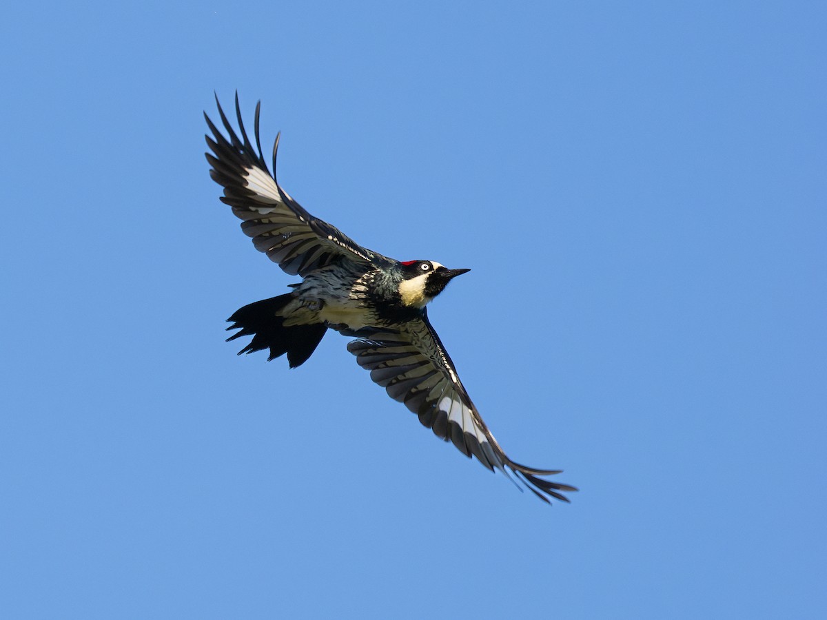 eikespett - ML647663282