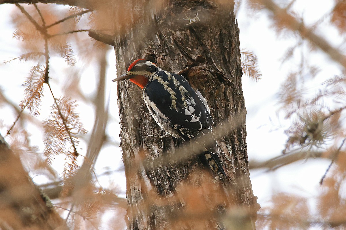 rødnakkesevjespett - ML647663284