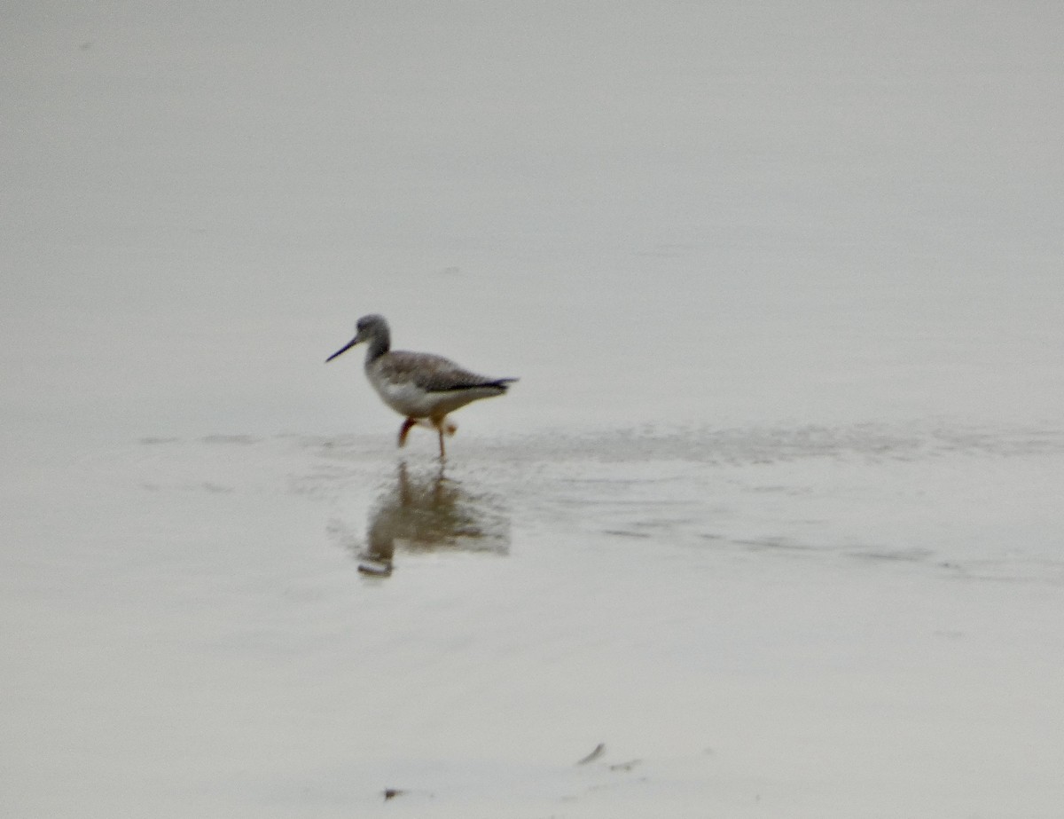 plystresnipe - ML647663285