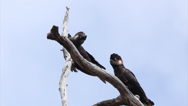 Baudin's Black-Cockatoo - ML647663286