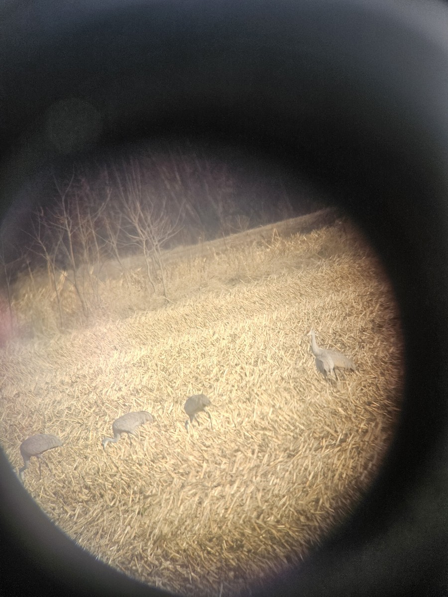 Sandhill Crane - ML647663288