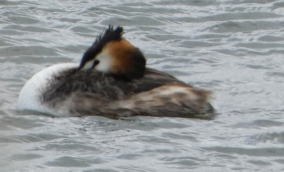 toppdykker - ML647663289