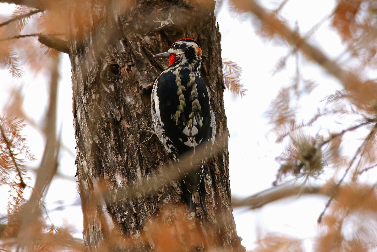 rødnakkesevjespett - ML647663290