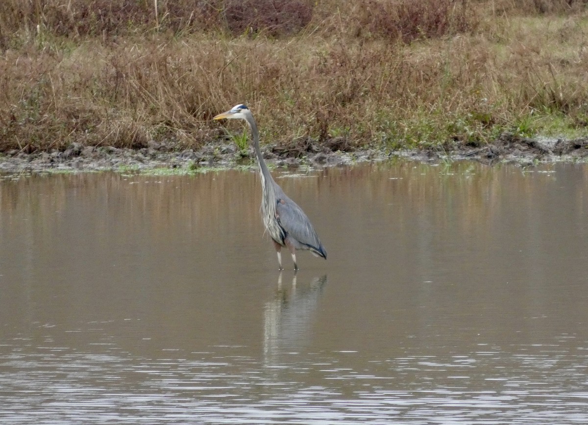 herodiashegre - ML647663291