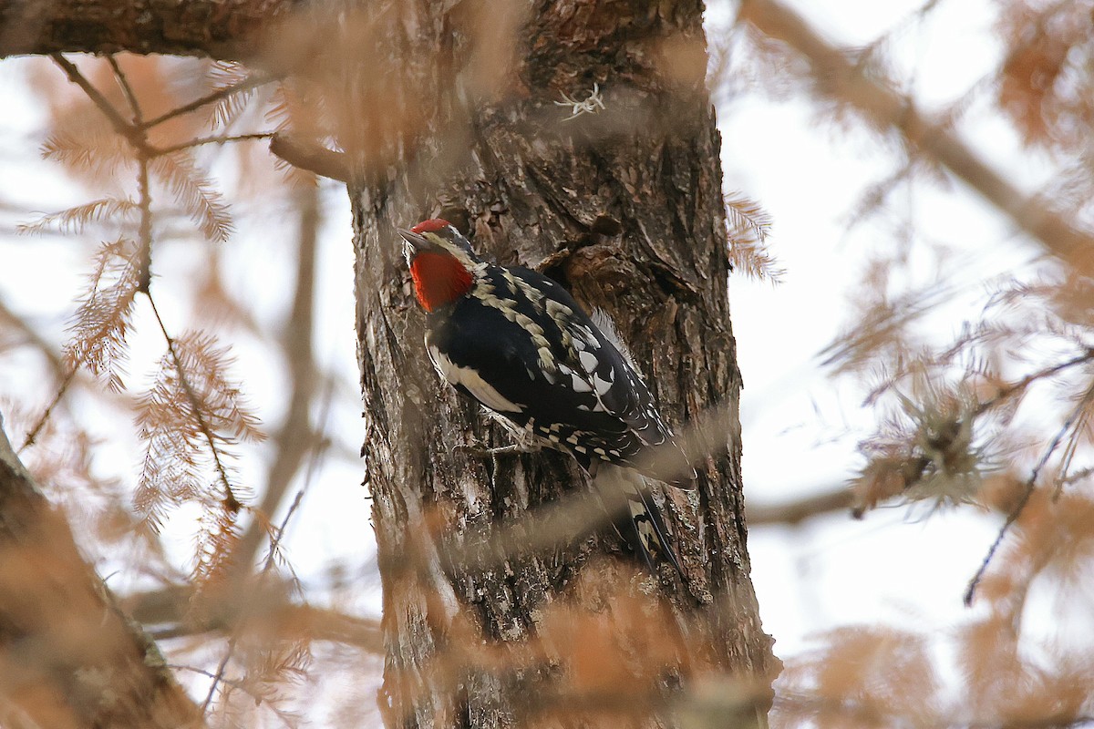 rødnakkesevjespett - ML647663292