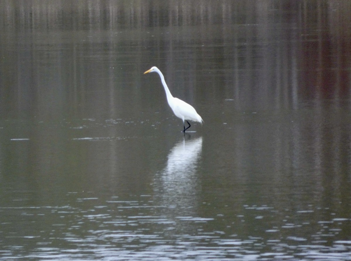 egretthegre - ML647663293