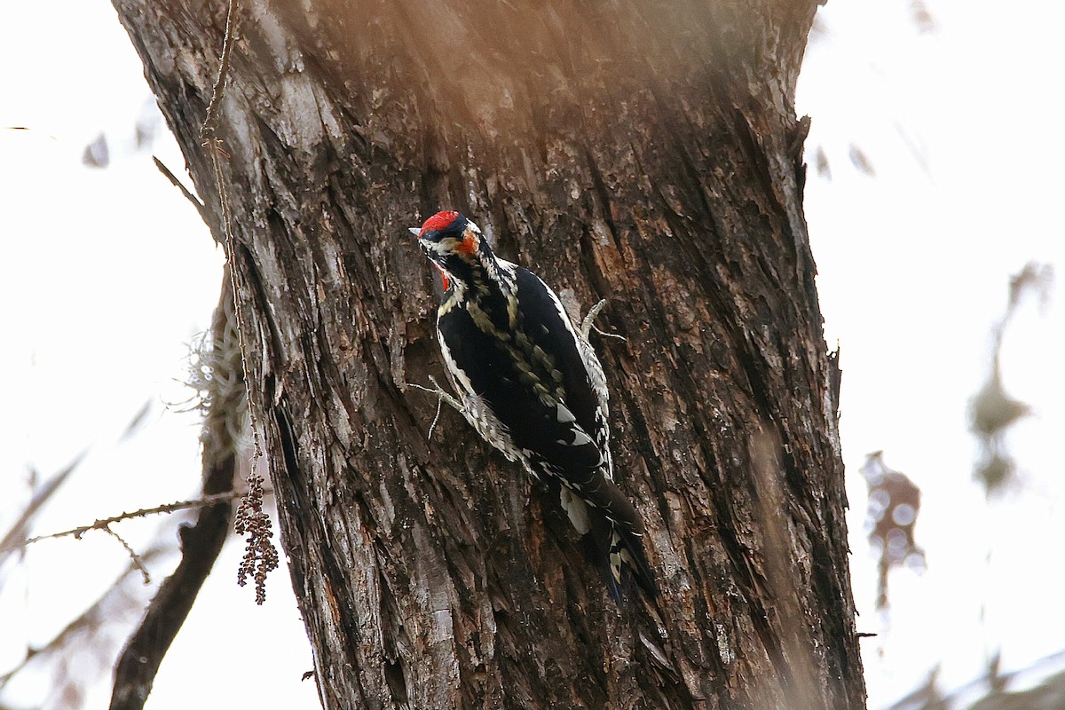 rødnakkesevjespett - ML647663294