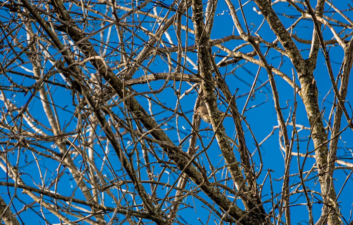 eremittskogtrost - ML647663295