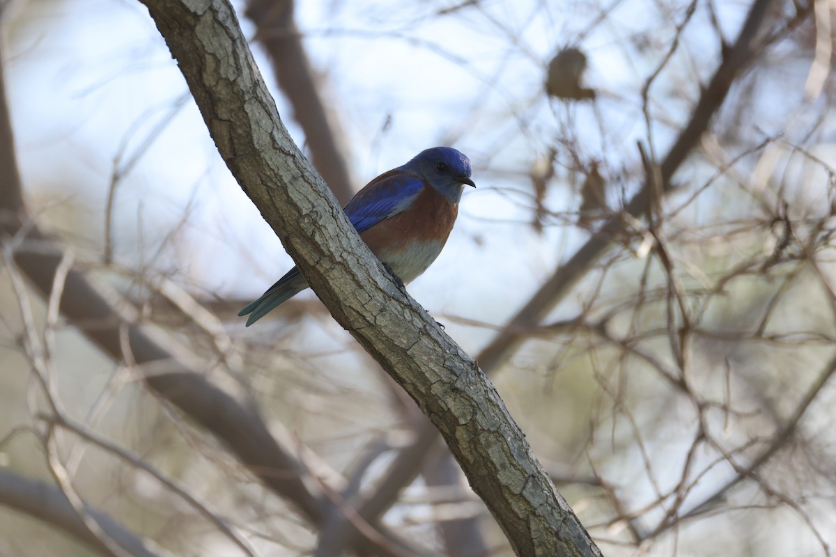 vestblåfugl - ML647663296