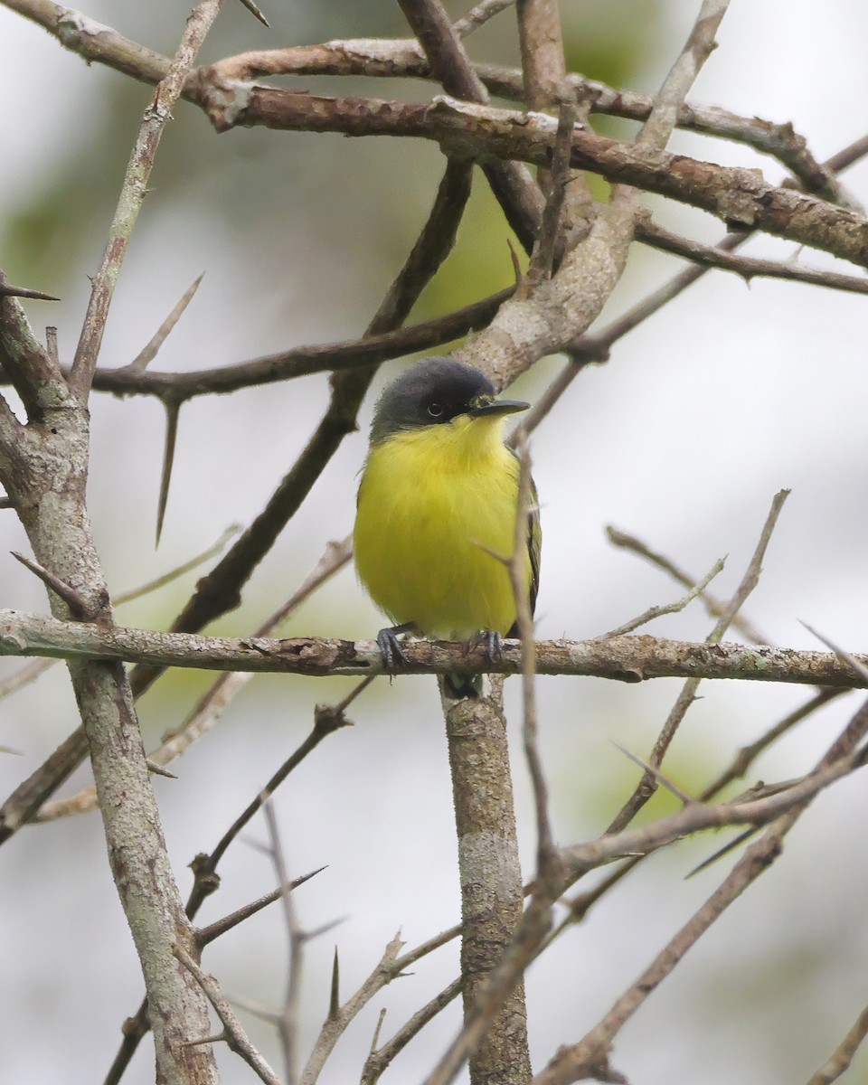 gjøglertodityrann - ML647663297