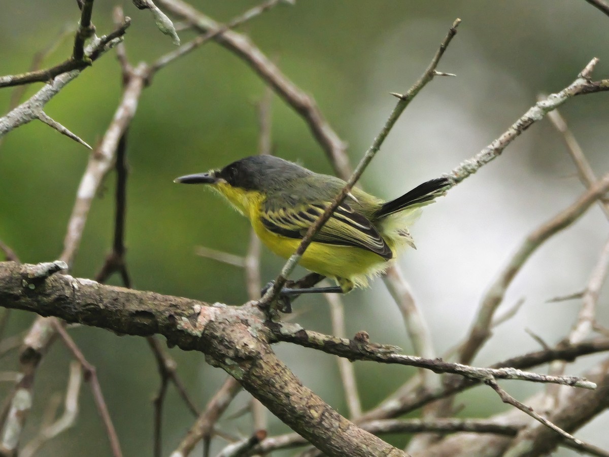 gjøglertodityrann - ML647663298