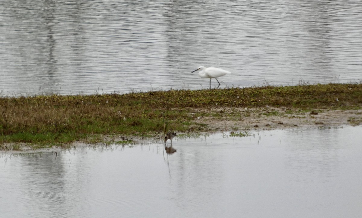 snøhegre - ML647663300