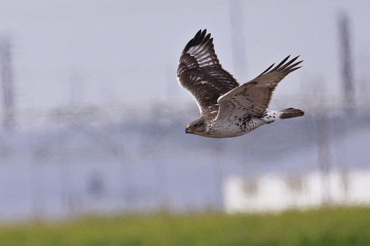 kongevåk - ML647663303