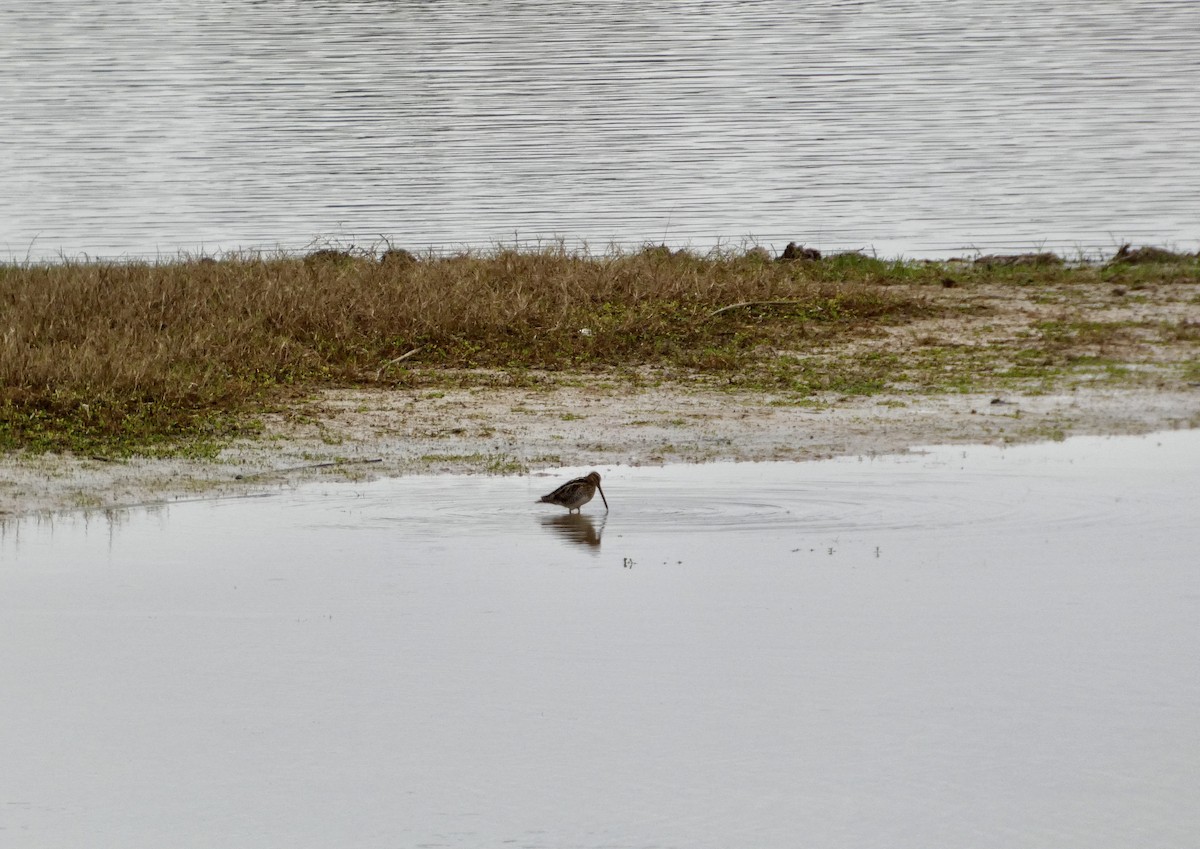 kanadabekkasin - ML647663304