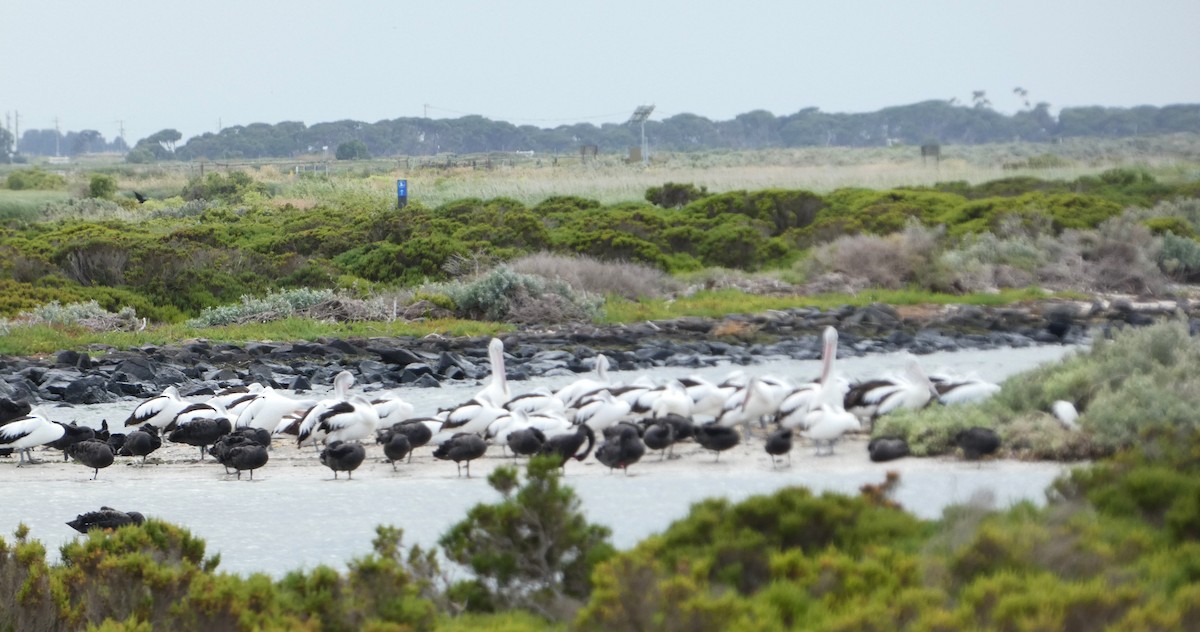 Australian Pelican - ML647663337