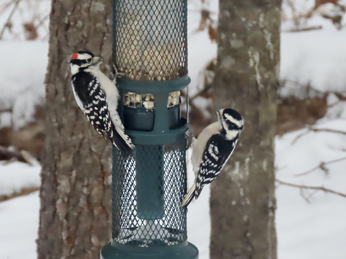 Downy Woodpecker - ML647663338