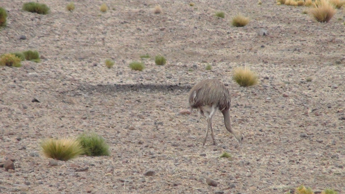 Lesser Rhea - ML647663343