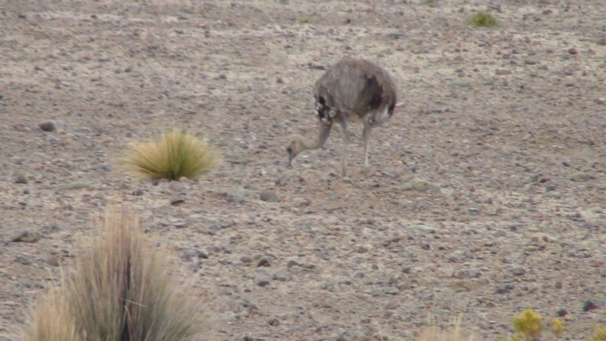Lesser Rhea - ML647663344