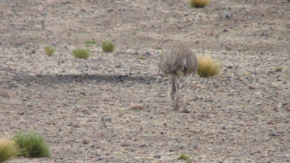 Lesser Rhea - ML647663345