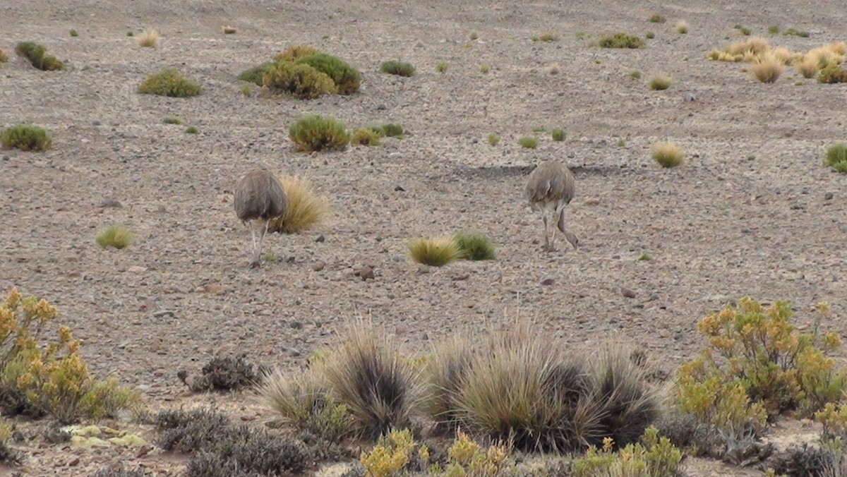 Lesser Rhea - ML647663346