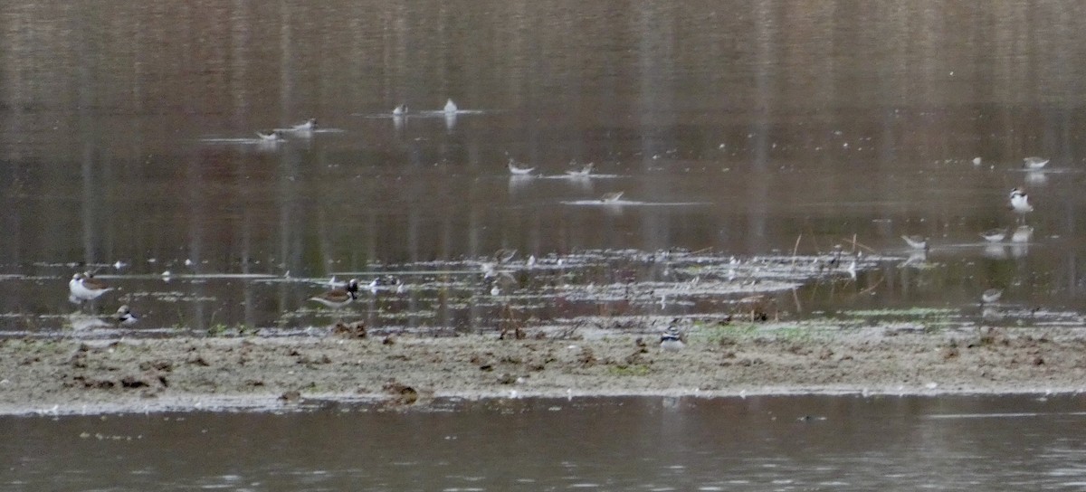 Least Sandpiper - ML647663347