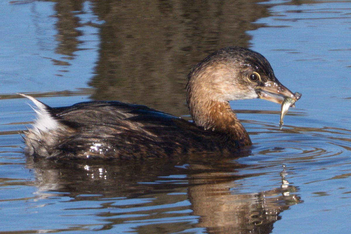 Pied-billed Grebe - ML647663348