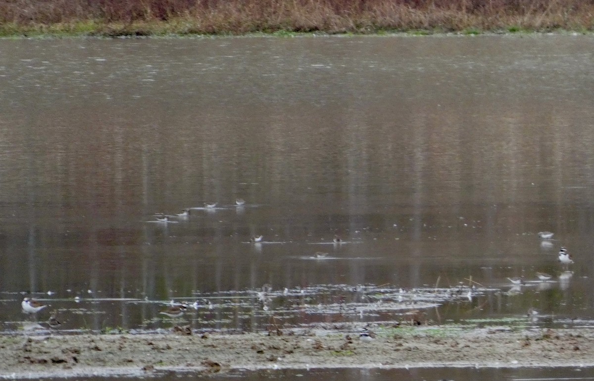 Least Sandpiper - ML647663349