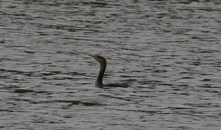 Double-crested/Neotropic Cormorant - ML647663351
