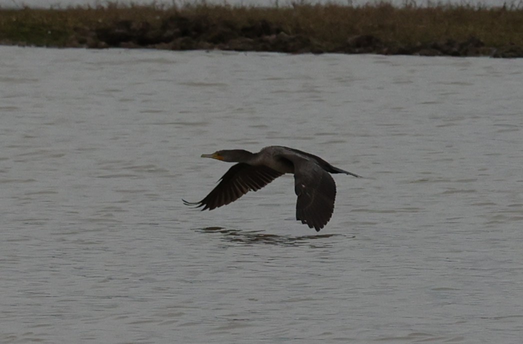 Double-crested/Neotropic Cormorant - ML647663352