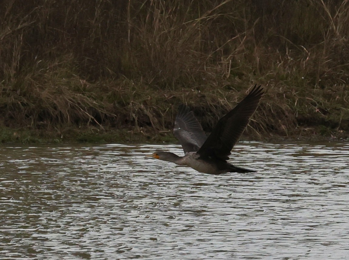 Double-crested/Neotropic Cormorant - ML647663353