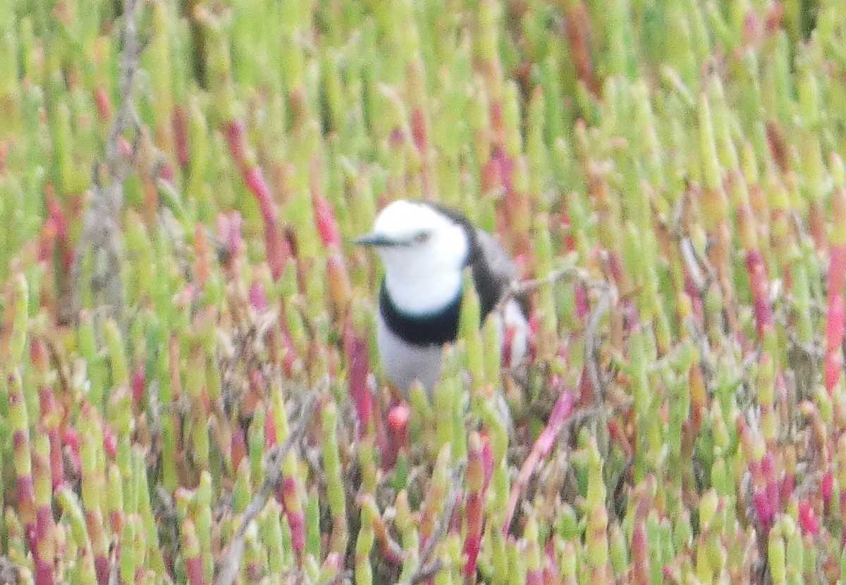 White-fronted Chat - ML647663354