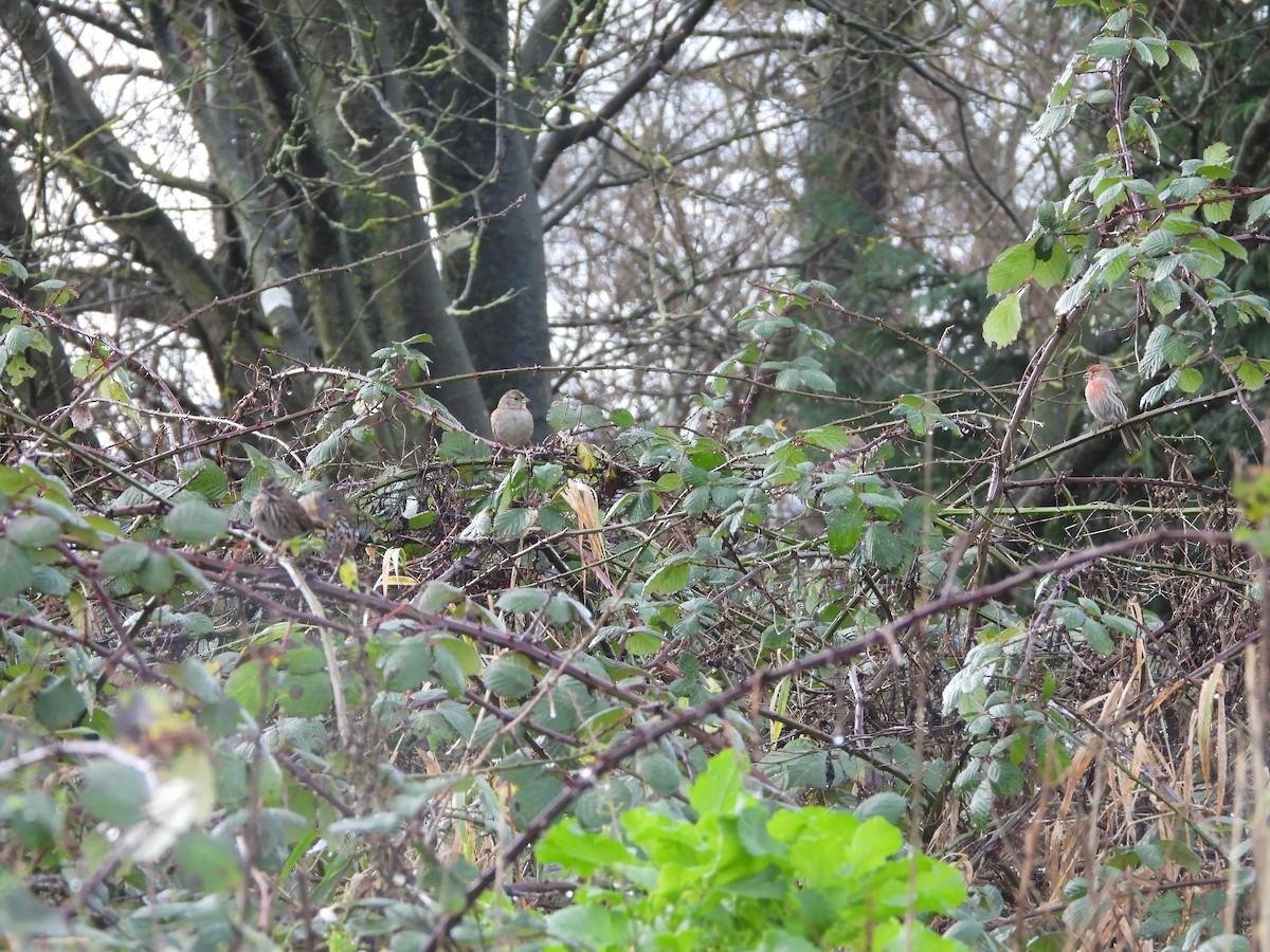 Golden-crowned Sparrow - ML647663355