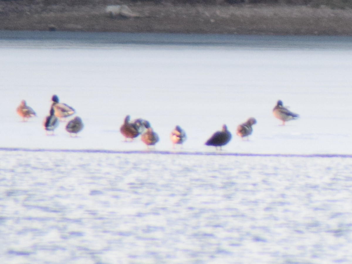 Mallard - ML647663356