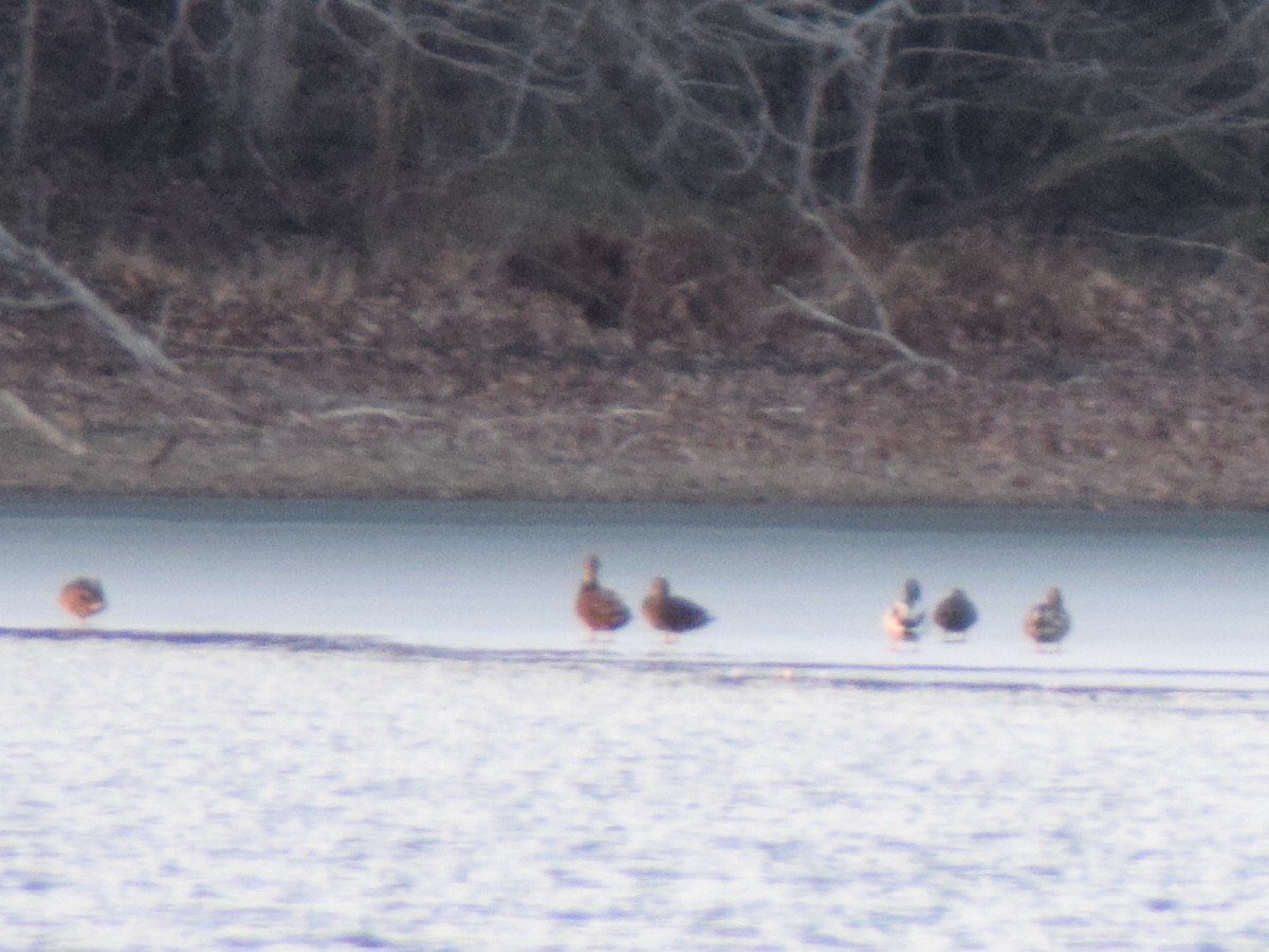 Mallard - ML647663357