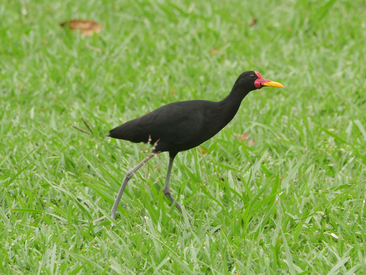 Wattled Jacana - ML647663358
