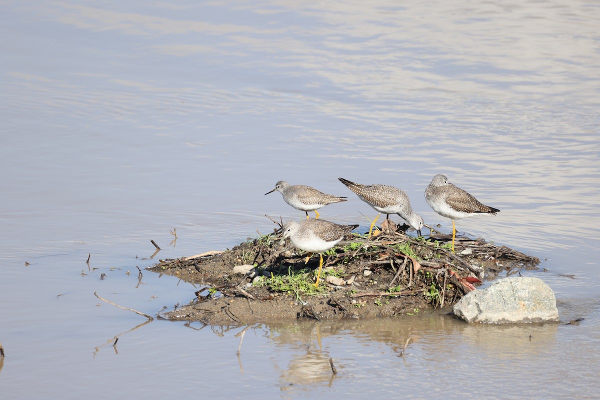 Lesser Yellowlegs - ML647663360